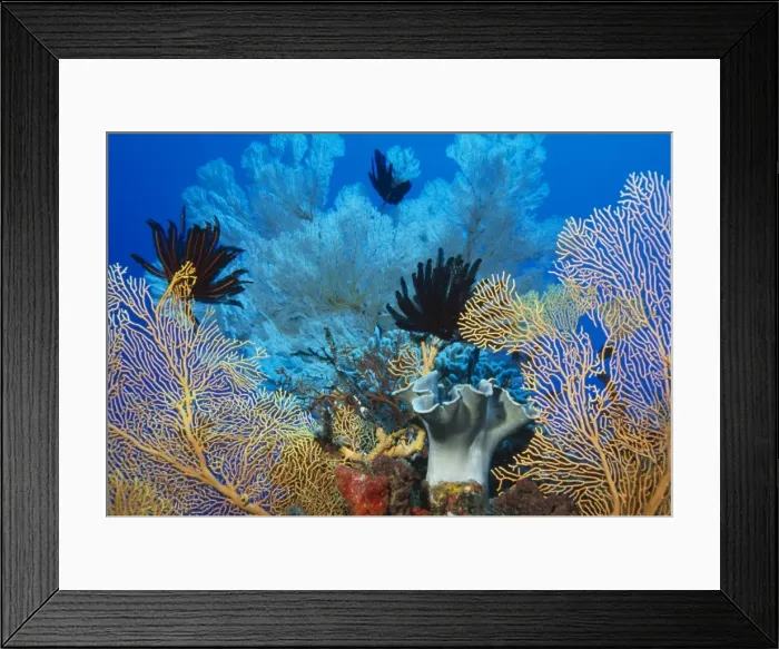 Framed Print : Picture No. 10867024