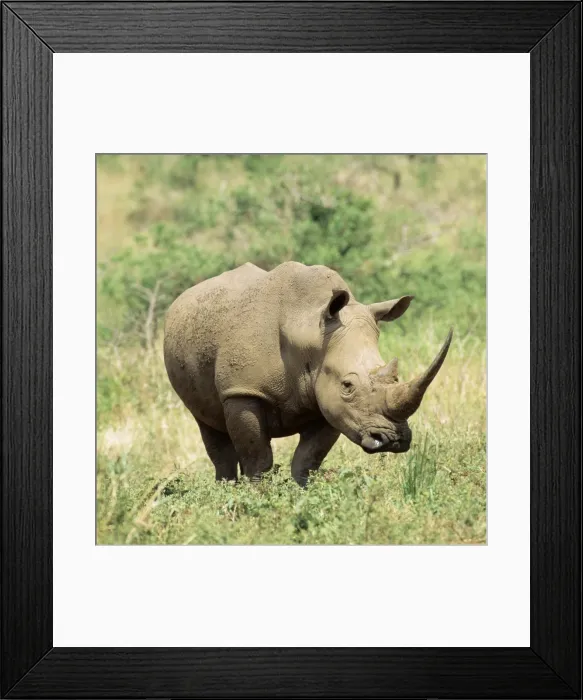 Framed Print : Picture No. 10867025 Framed Print : Picture No. 10867025