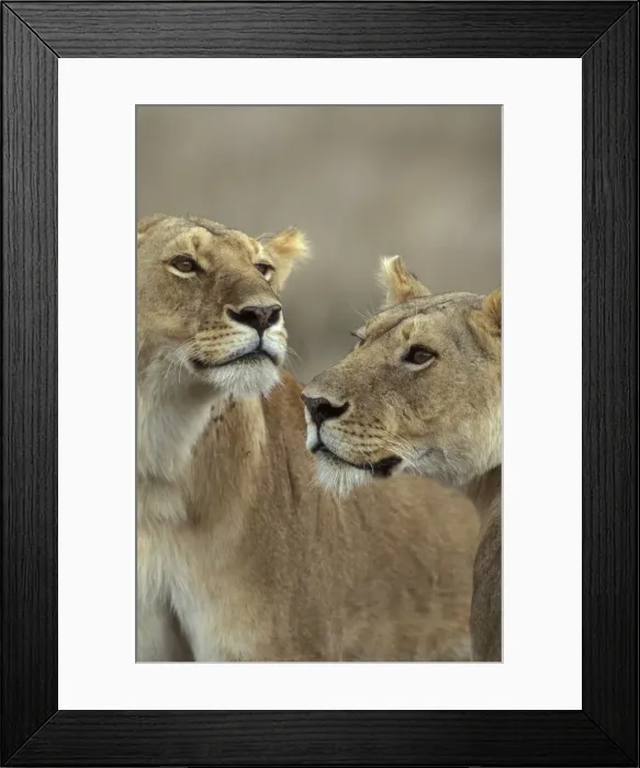 Framed Print : Picture No. 10867028 Framed Print : Picture No. 10867028