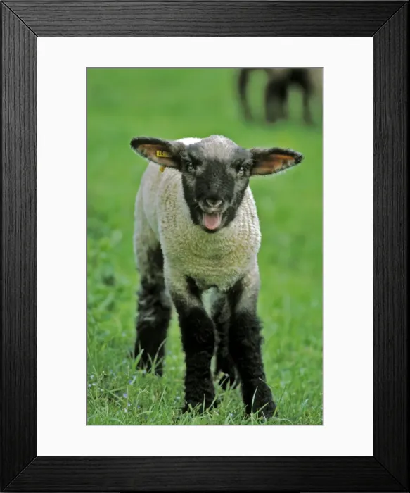 Framed Print : Picture No. 10867030 Framed Print : Picture No. 10867030