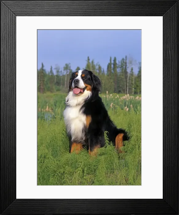 Framed Print : Picture No. 10867029 Framed Print : Picture No. 10867029