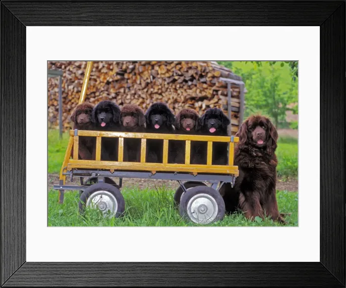 Framed Print : Picture No. 10867033 Framed Print : Picture No. 10867033