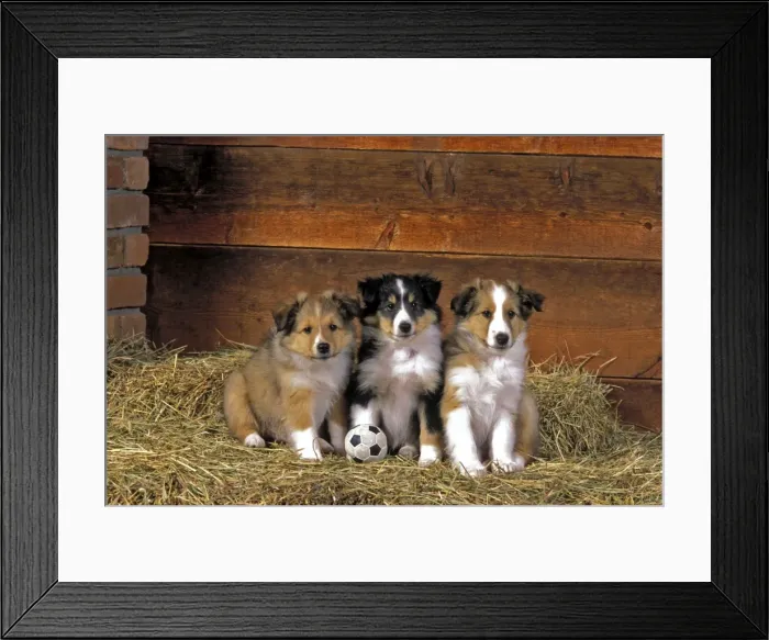 Framed Print : Picture No. 10867032 Framed Print : Picture No. 10867032
