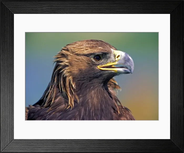 Framed Print : Picture No. 10867031 Framed Print : Picture No. 10867031