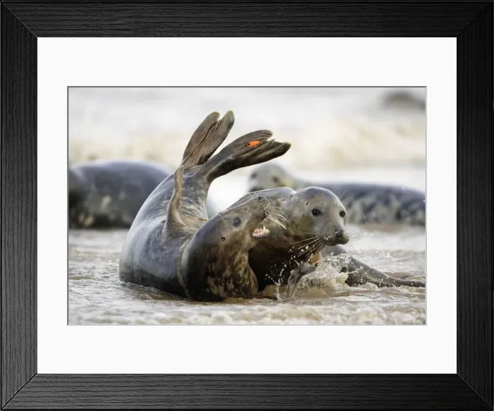 Framed Print : Picture No. 10867022 Framed Print : Picture No. 10867022