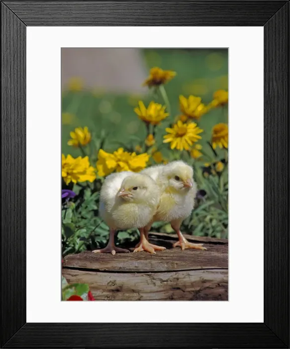 Framed Print : Picture No. 10867036