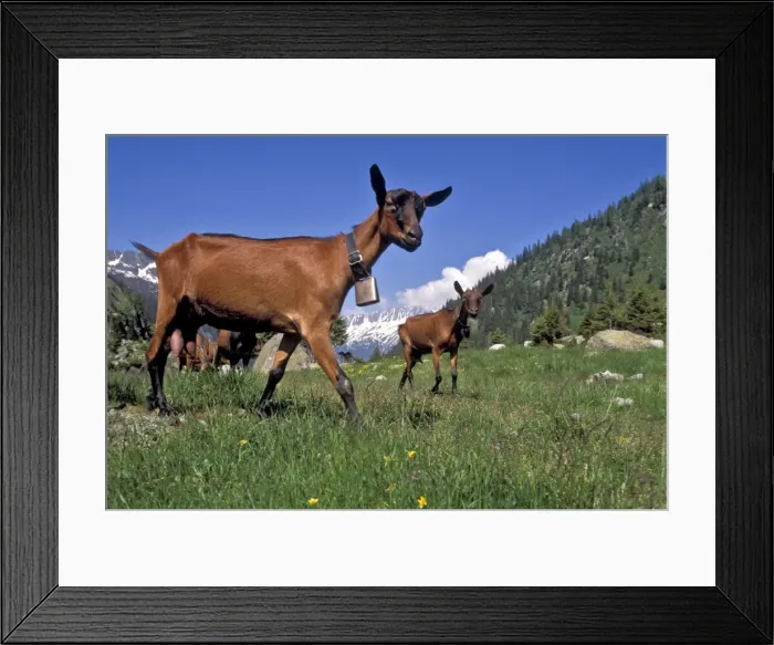 Framed Print : Picture No. 10867039 Framed Print : Picture No. 10867039