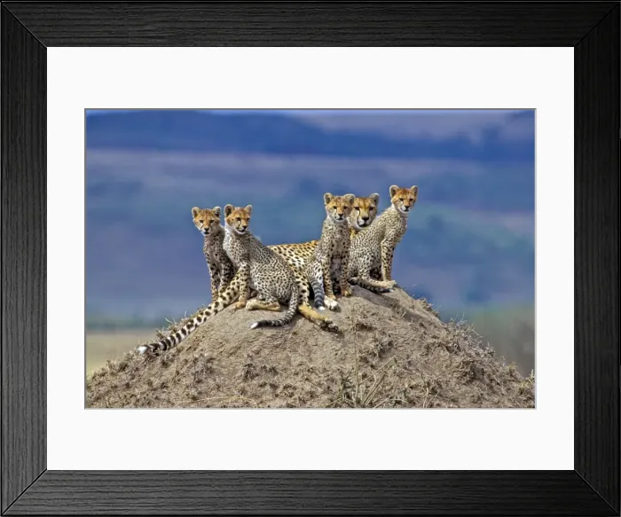 Framed Print : Picture No. 10867034 Framed Print : Picture No. 10867034