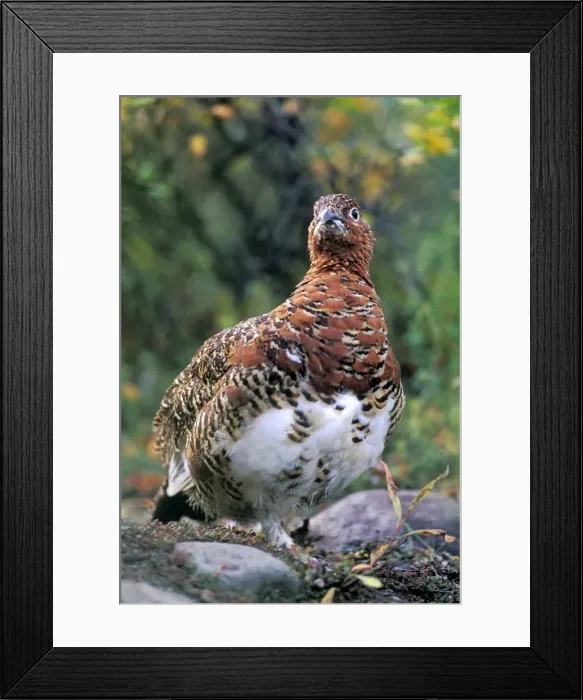 Framed Print : Picture No. 10867037 Framed Print : Picture No. 10867037