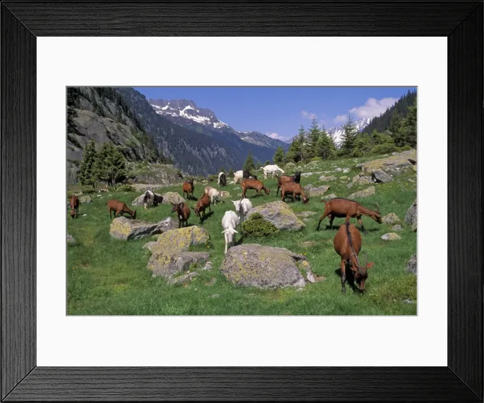 Framed Print : Picture No. 10867040 Framed Print : Picture No. 10867040
