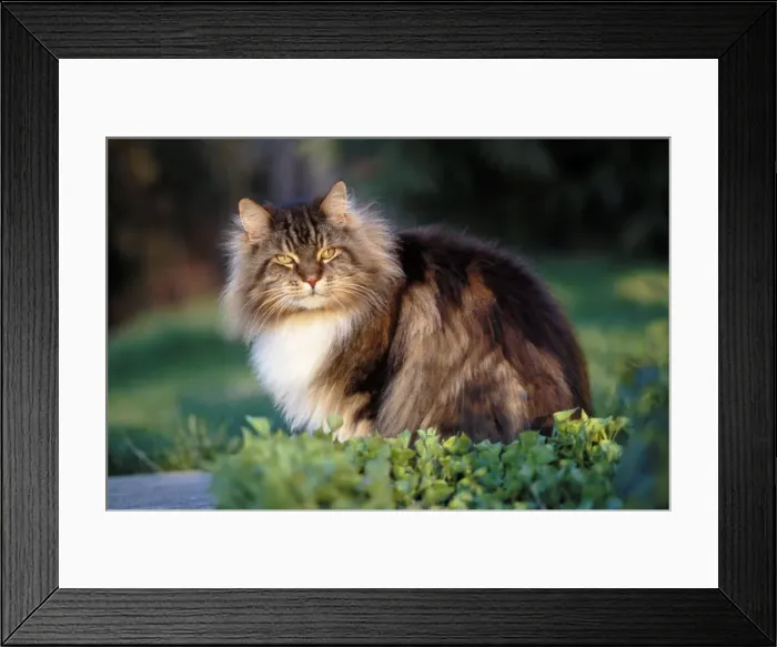 Framed Print : Picture No. 10867041 Framed Print : Picture No. 10867041