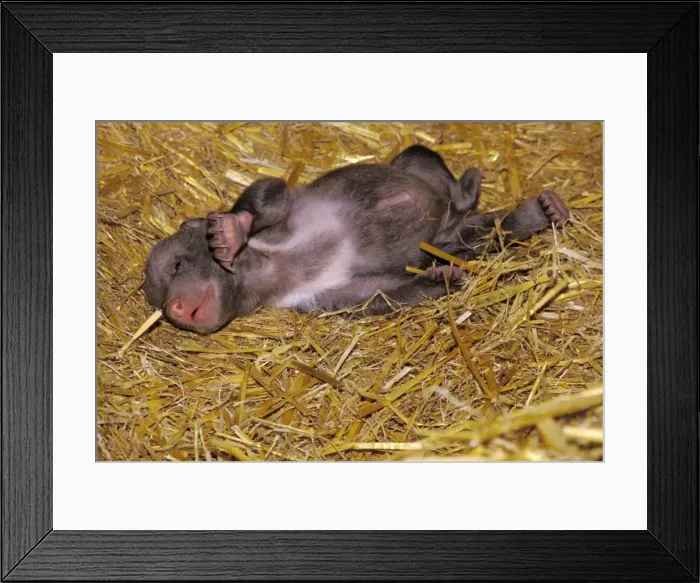 Framed Print : Picture No. 10867042 Framed Print : Picture No. 10867042
