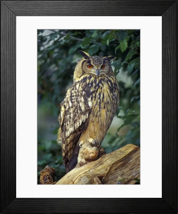 Framed Print : Picture No. 10867035 Framed Print : Picture No. 10867035