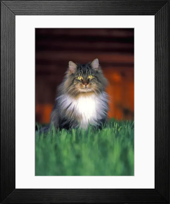 Framed Print : Picture No. 10867046 Framed Print : Picture No. 10867046