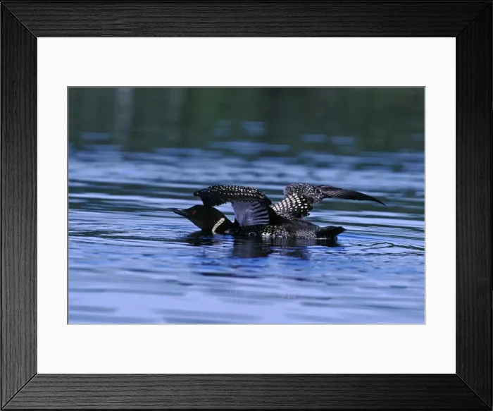 Framed Print : Picture No. 10867044 Framed Print : Picture No. 10867044