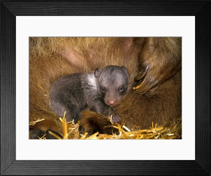 Framed Print : Picture No. 10867043