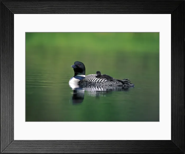 Framed Print : Picture No. 10867045 Framed Print : Picture No. 10867045