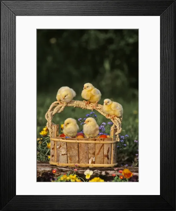 Framed Print : Picture No. 10867048 Framed Print : Picture No. 10867048