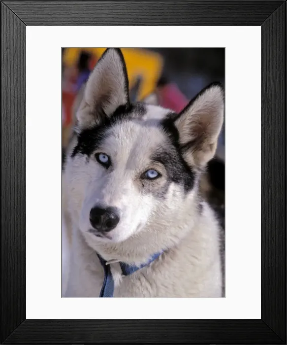 Framed Print : Picture No. 10867052 Framed Print : Picture No. 10867052