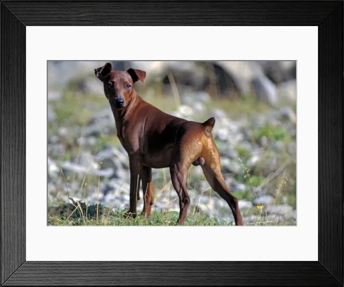 Framed Print : Picture No. 10867055 Framed Print : Picture No. 10867055