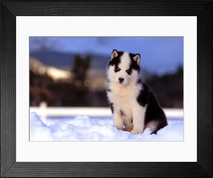 Framed Print : Picture No. 10867056 Framed Print : Picture No. 10867056