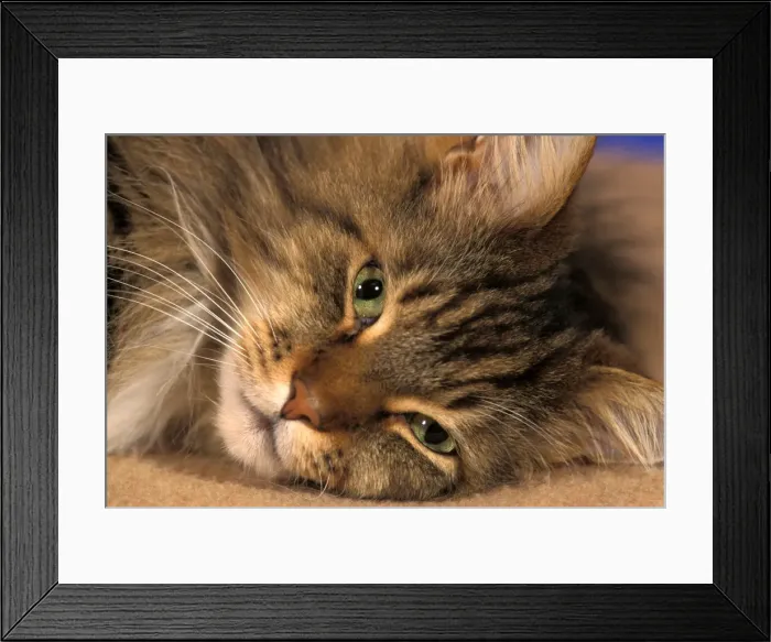 Framed Print : Picture No. 10867054