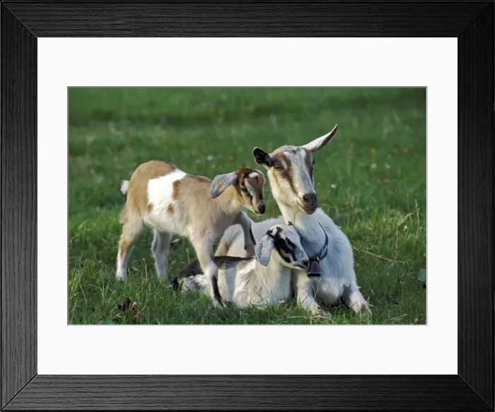 Framed Print : Picture No. 10867061