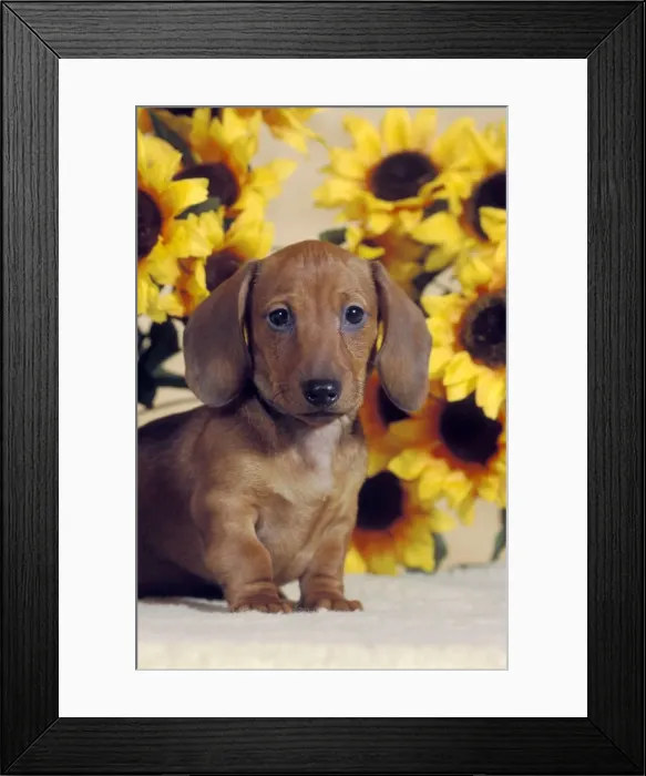 Framed Print : Picture No. 10867064 Framed Print : Picture No. 10867064