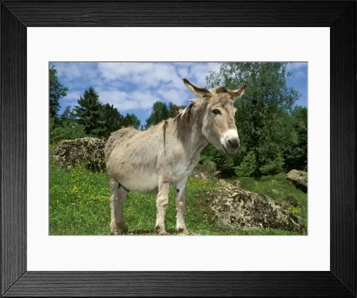 Framed Print : Picture No. 10867060 Framed Print : Picture No. 10867060