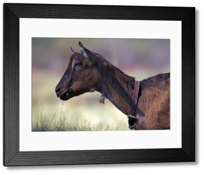 Framed Print : Picture No. 10867062 Framed Print : Picture No. 10867062
