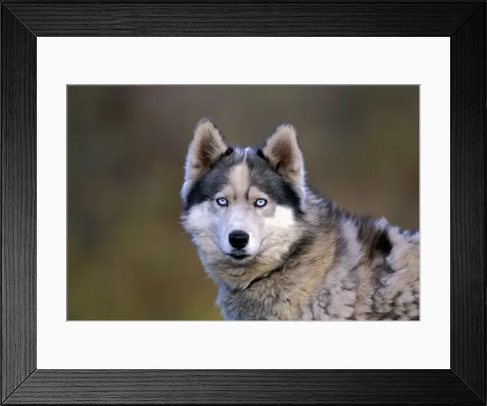 Framed Print : Picture No. 10867068 Framed Print : Picture No. 10867068