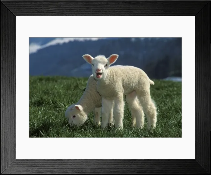 Framed Print : Picture No. 10867067