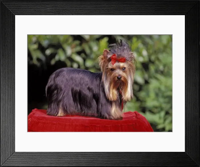 Framed Print : Picture No. 10867070 Framed Print : Picture No. 10867070