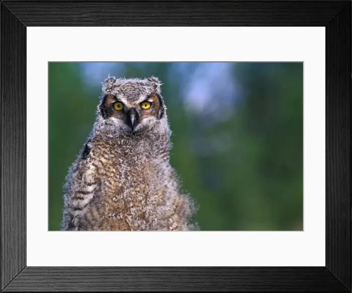 Framed Print : Picture No. 10867075 Framed Print : Picture No. 10867075