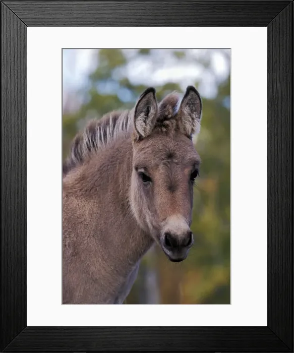 Framed Print : Picture No. 10867078 Framed Print : Picture No. 10867078