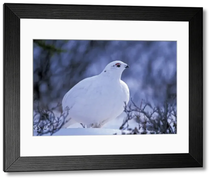 Framed Print : Picture No. 10867074