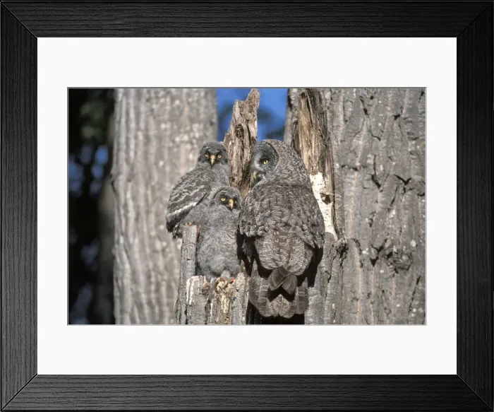 Framed Print : Picture No. 10867077 Framed Print : Picture No. 10867077