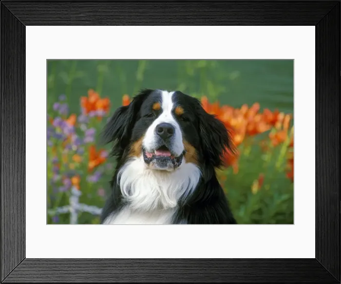 Framed Print : Picture No. 10867072 Framed Print : Picture No. 10867072