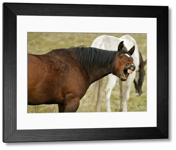 Framed Print : Picture No. 10867079