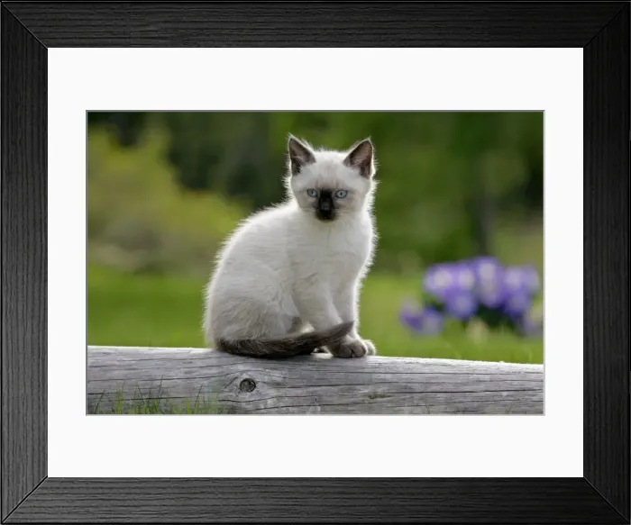Framed Print : Picture No. 10867180
