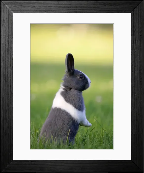 Framed Print : Picture No. 10867181 Framed Print : Picture No. 10867181