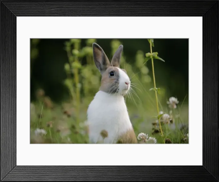 Framed Print : Picture No. 10867182