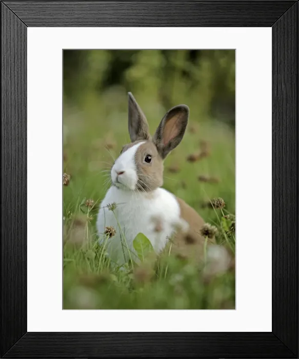 Framed Print : Picture No. 10867183 Framed Print : Picture No. 10867183