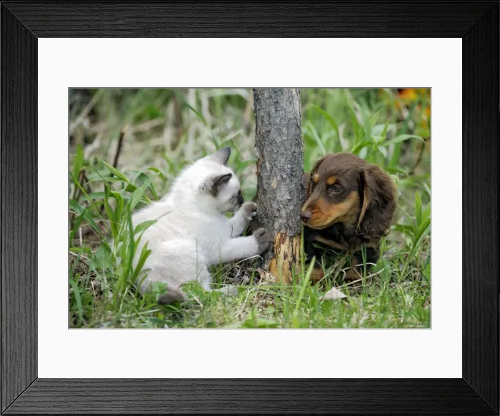 Framed Print : Picture No. 10867177 Framed Print : Picture No. 10867177