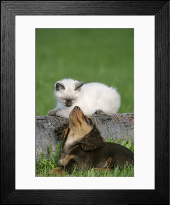 Framed Print : Picture No. 10867179 Framed Print : Picture No. 10867179