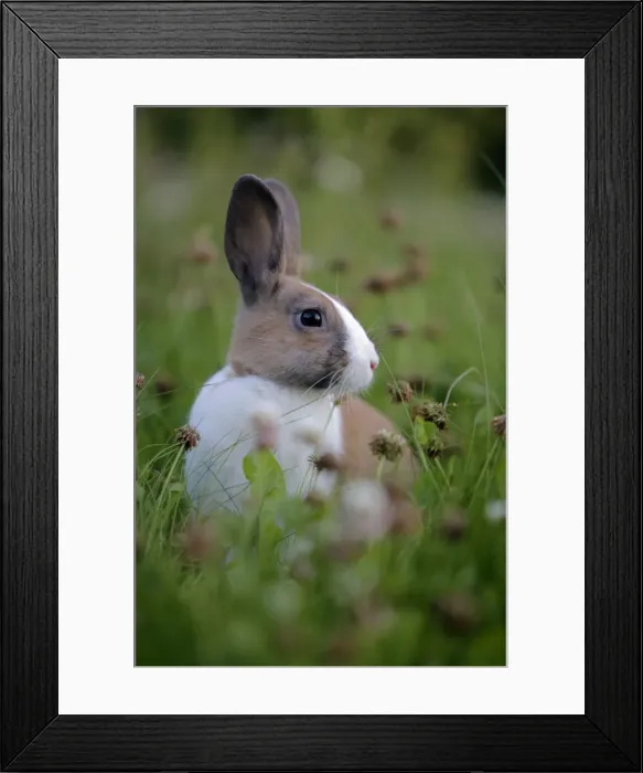 Framed Print : Picture No. 10867184 Framed Print : Picture No. 10867184