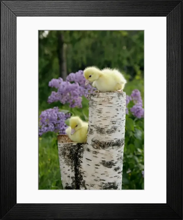 Framed Print : Picture No. 10867185 Framed Print : Picture No. 10867185