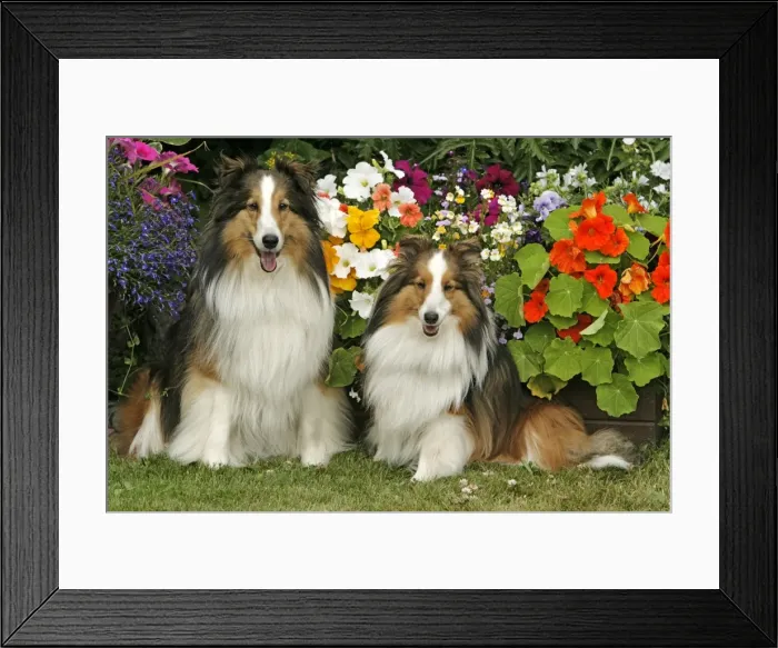 Framed Print : Picture No. 10867188 Framed Print : Picture No. 10867188