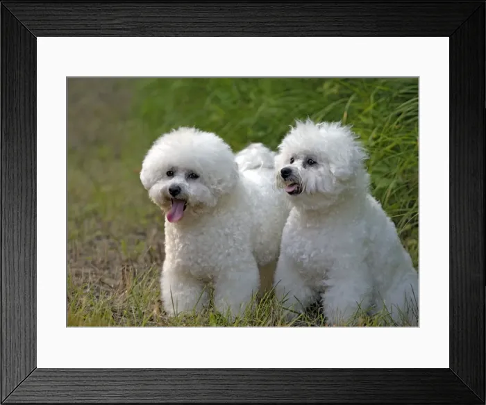 Framed Print : Picture No. 10867191 Framed Print : Picture No. 10867191