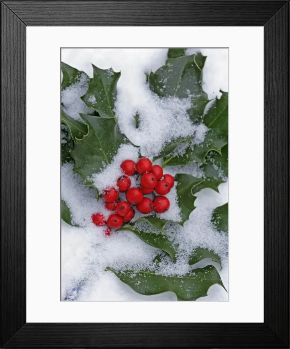 Framed Print : Picture No. 10867186 Framed Print : Picture No. 10867186